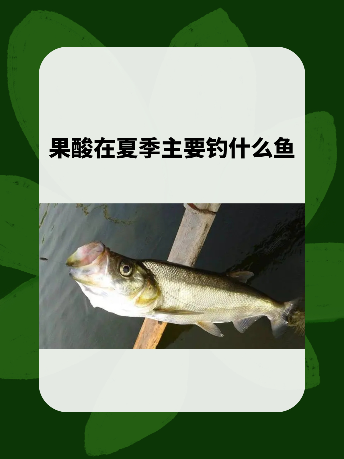 果酸钓鱼全攻略掌握开饵技巧爆护秘籍  
