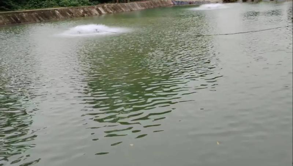 里水镇钓鱼厂：休闲垂钓与生态融合的典范  