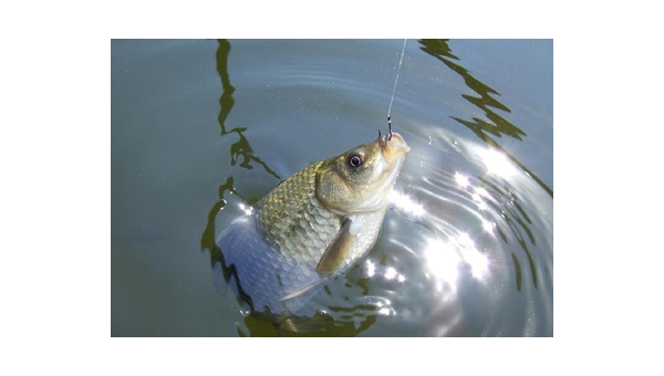 钓鱼必知：气压变化对鱼情的影响与应对技巧