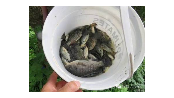 自制钓鱼料鱼饼的详细步骤与实用技巧
