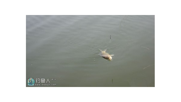 春钓20度浅谈技巧与心得