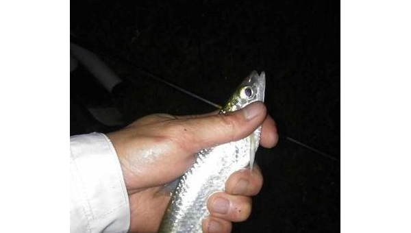 浑水夜钓时机与技巧全解析